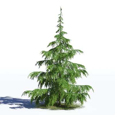 coniferous trees 036 — Скачать