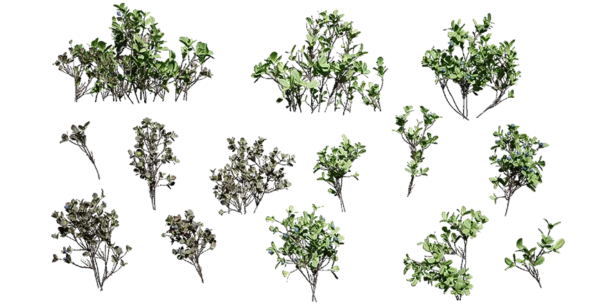 bog bilberry 001 — Descargar