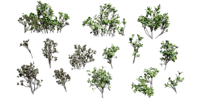 bog bilberry 001 — Descargar