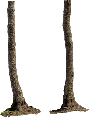 alder tree trunk 005 — Скачать