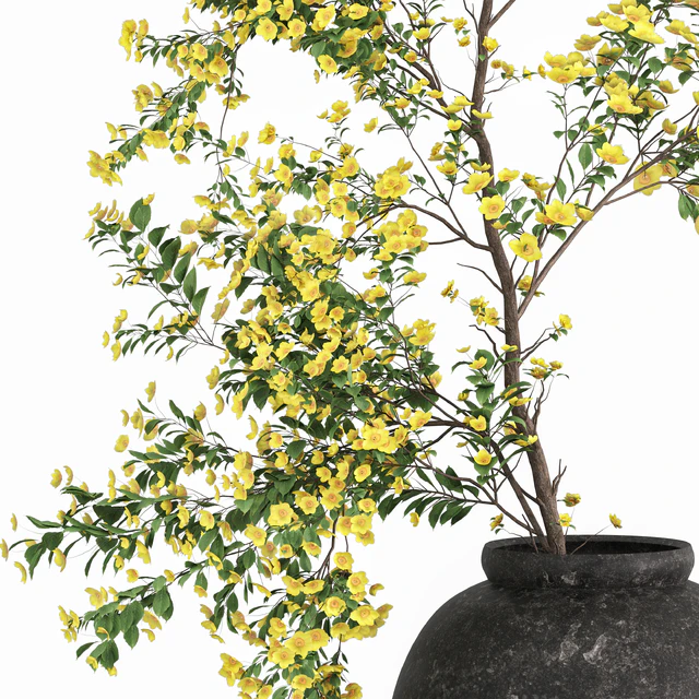 Plants with tiny flowers in pots — Descargar