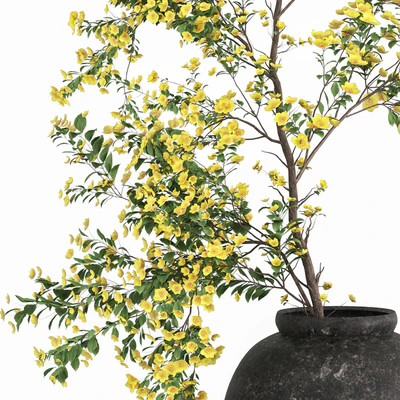 Plants with tiny flowers in pots — Ver 4
