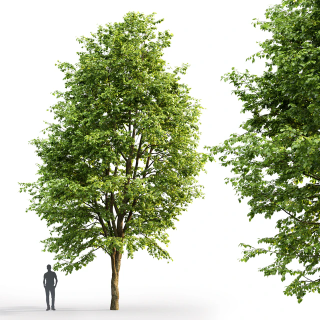 Tilia platyphyllos — Скачать