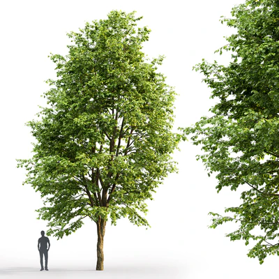 Tilia platyphyllos — Вид 3
