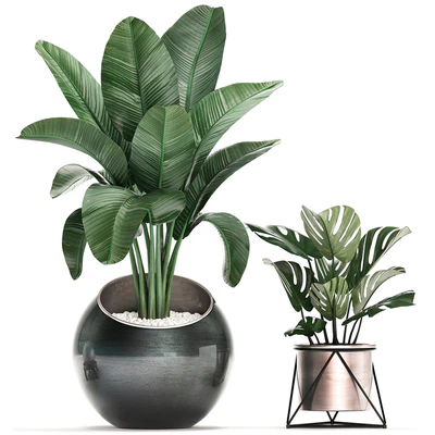 Collection of small plants in modern round pots with Banana palm, strelitzia, monstera, luxury. Set 465. — Ver 3