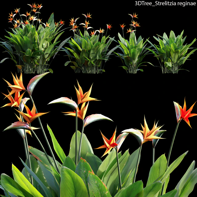 Strelitzia reginae 02 — Скачать
