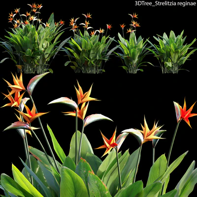 Strelitzia reginae 02 — Вид 1