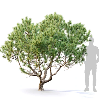 Mugo pine — Вид 2