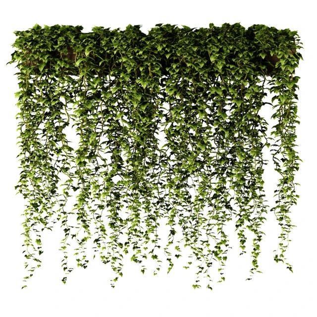 Ivy in a long rectangular planter — Descargar