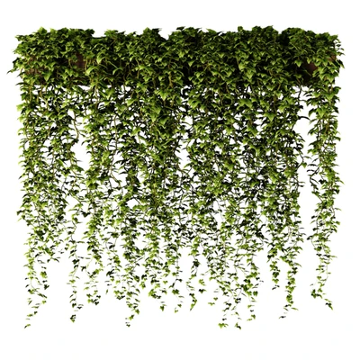 Ivy in a long rectangular planter — Descargar