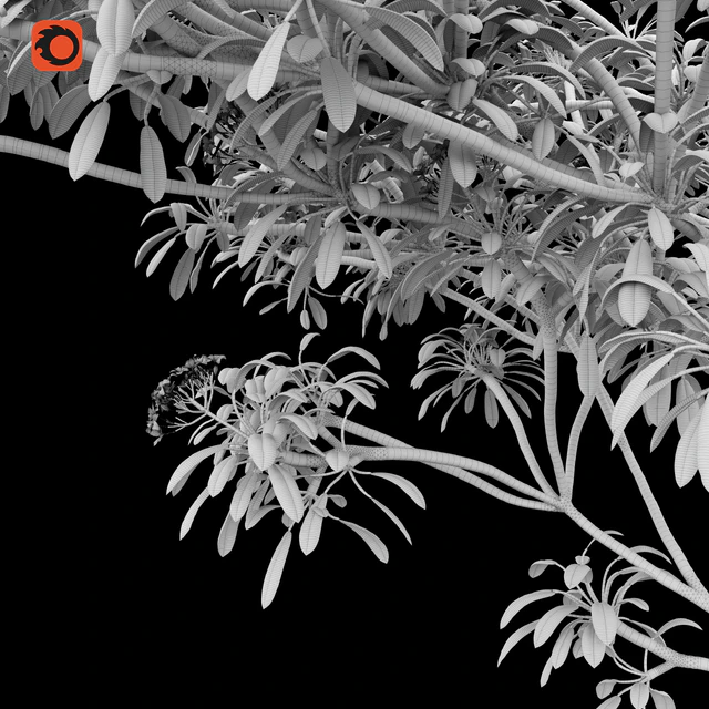 Plumeria tree — Скачать