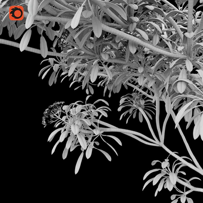 Plumeria tree — Вид 4