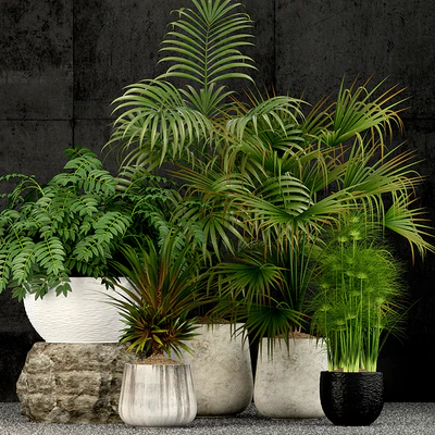 Plants collection 53 — Вид 1