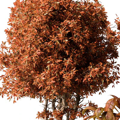indoor Plant 463 - Tree and Bush — Вид 4