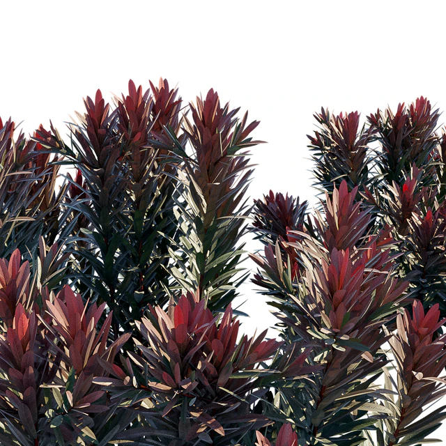 Euphorbia Blackbird | Cushion Spurge — Скачать