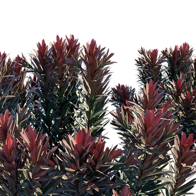 Euphorbia Blackbird | Cushion Spurge — Вид 3