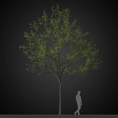 trees 007 — Скачать