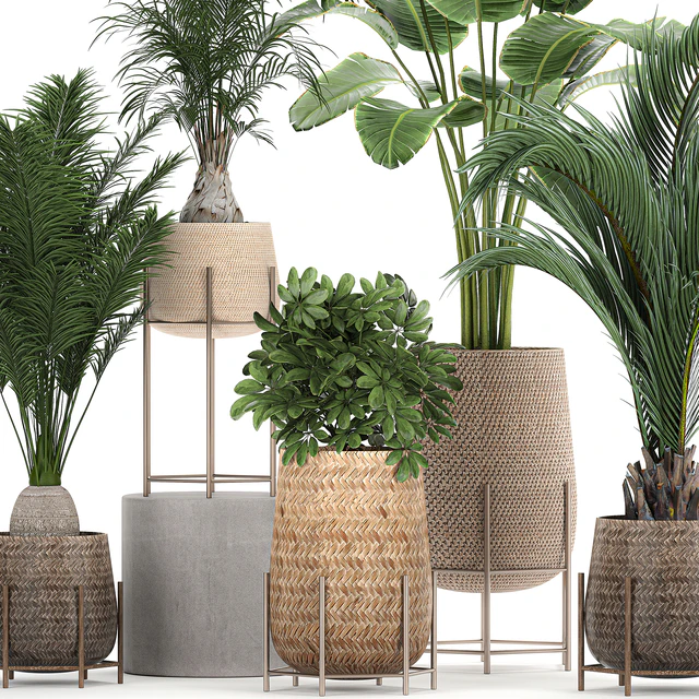 Collection of ornamental plants in rattan baskets with banana palm, howea, Strelitzia. Set 783 — Descargar