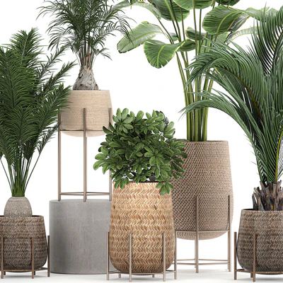 Collection of ornamental plants in rattan baskets with banana palm, howea, Strelitzia. Set 783 — Ver 3