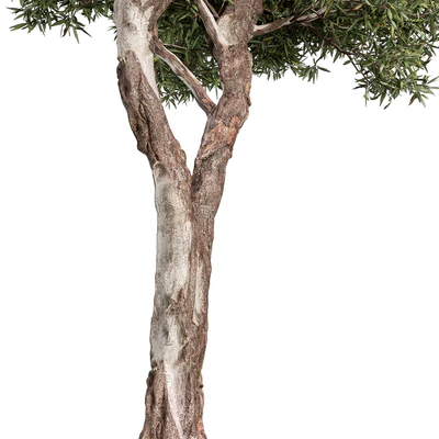RedGum Tree - Tree Set 216 — Ver 3