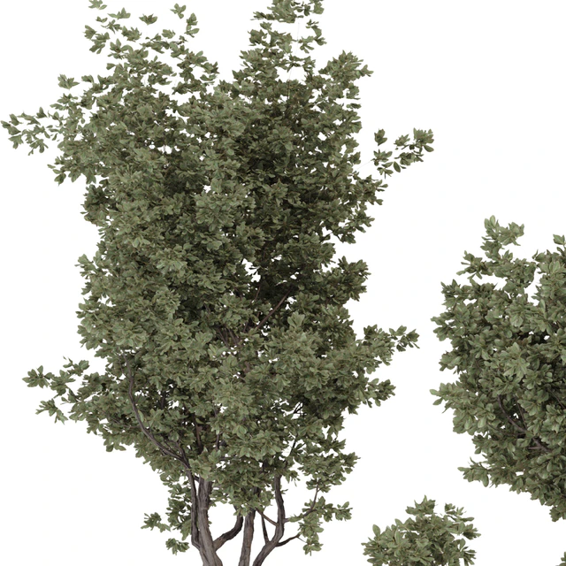 Indoor Bohemian Olive Bonsai Tree and Bush in Pottery Pot 199 — Скачать