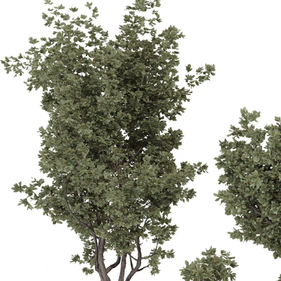 Indoor Bohemian Olive Bonsai Tree and Bush in Pottery Pot 199 — Вид 6