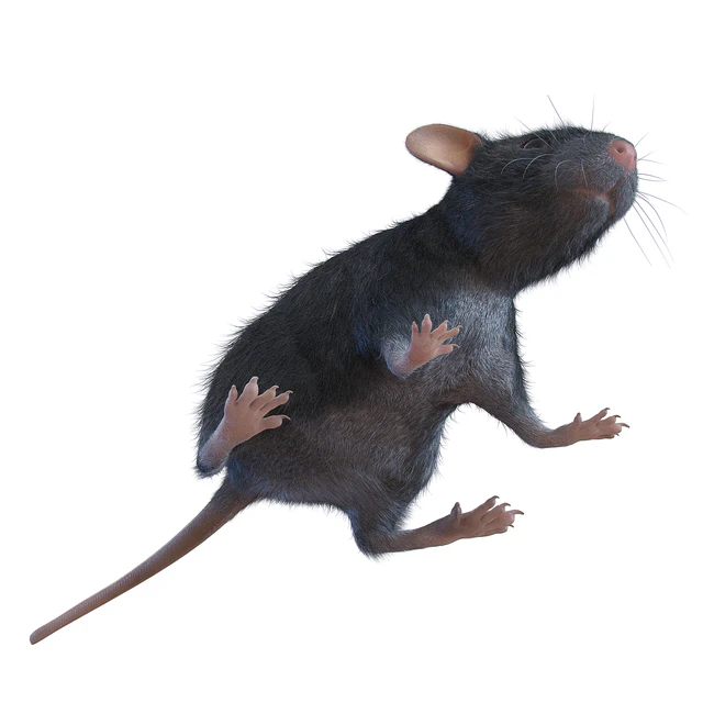 Rat — Descargar