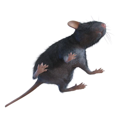 Rat — Ver 4