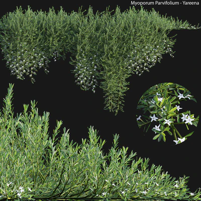 Myoporum Parvifolium - Yareena 02 — Вид 1