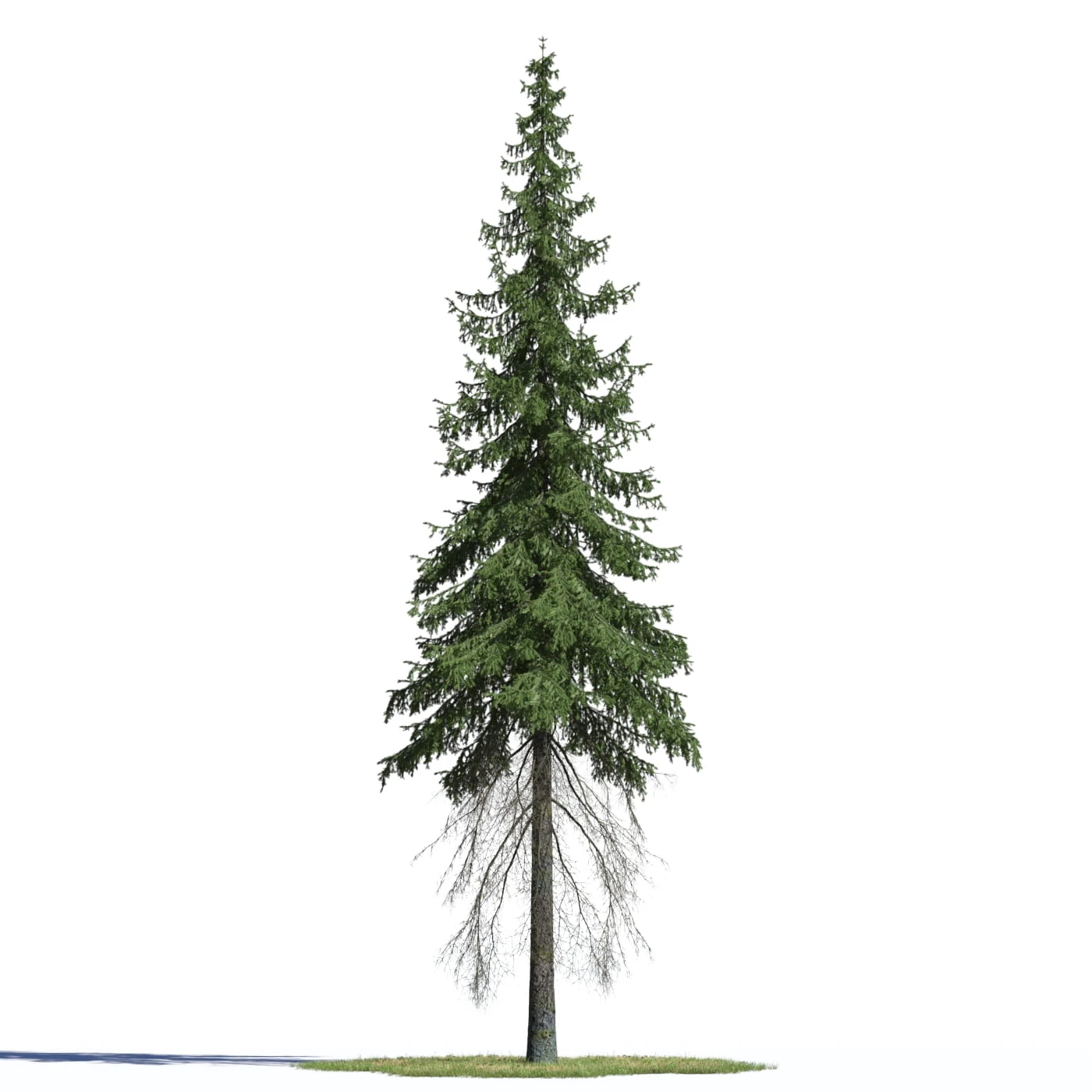coniferous trees 001 — Descargar