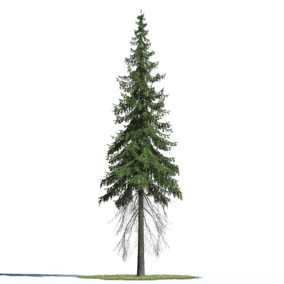 coniferous trees 001 — Descargar