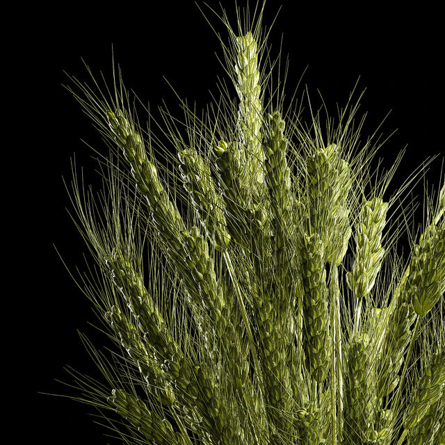 Bouquet of green flowers in a glass vase for decoration of wheat branches, spikelet. 265. — Descargar