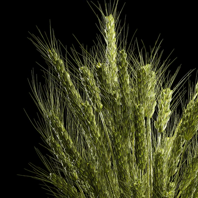 Bouquet of green flowers in a glass vase for decoration of wheat branches, spikelet. 265. — Ver 4