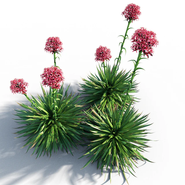 Gymea Lily / Doryanthes excelsa — Скачать