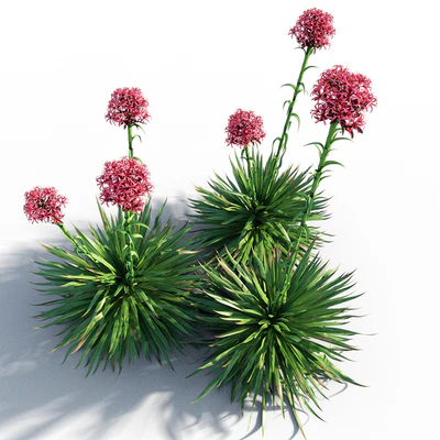 Gymea Lily / Doryanthes excelsa — Вид 4