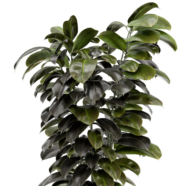 Indoor Plants In Concrete Pots - Set 953 — Скачать