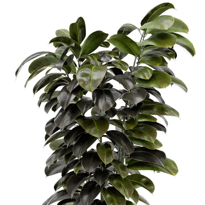 Indoor Plants In Concrete Pots - Set 953 — Вид 6