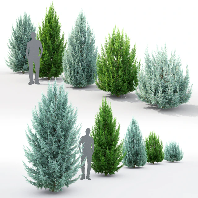 Juniperus scopulorum # 3 — Descargar