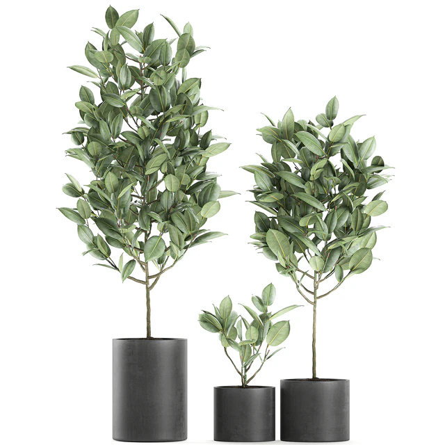 A collection of small ornamental trees in concrete black pots with ficus elastic handles. Set 609. — Descargar