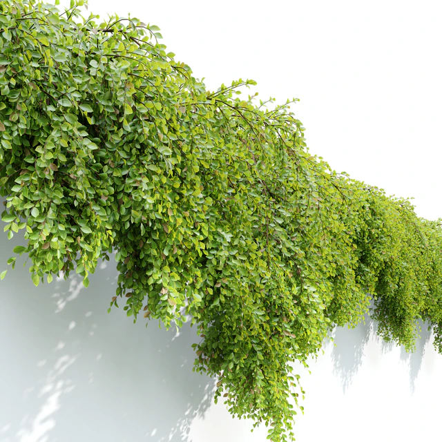 Hanging Plant 24 — Download