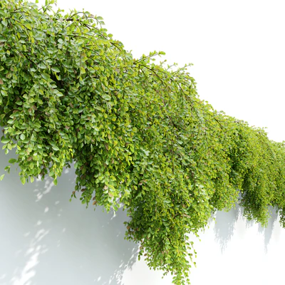 Hanging Plant 24 — View 4