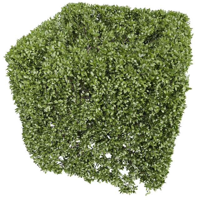 Ligustrum Quihoui Privet and Ficus Concinna Bonsai Pruned — Скачать