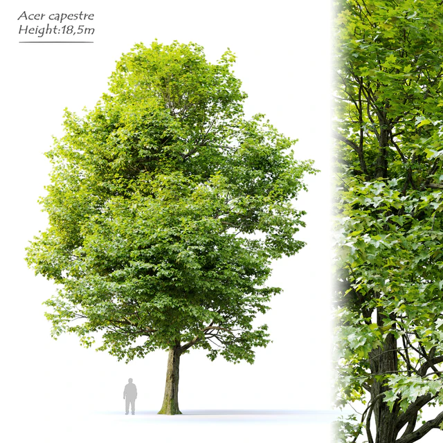 Acer campestre — Скачать