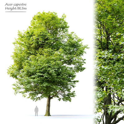 Acer campestre — Вид 1