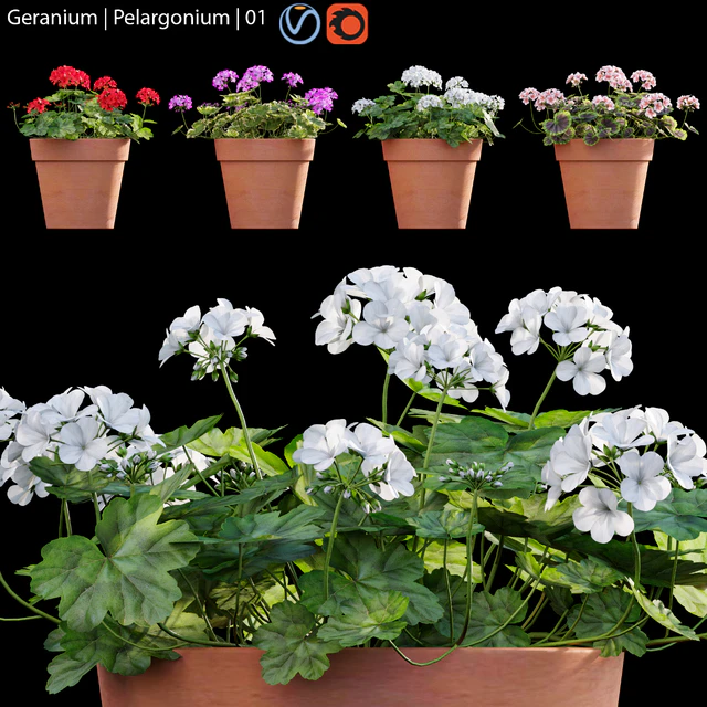 Pelargonium | Geranium 01 — Descargar