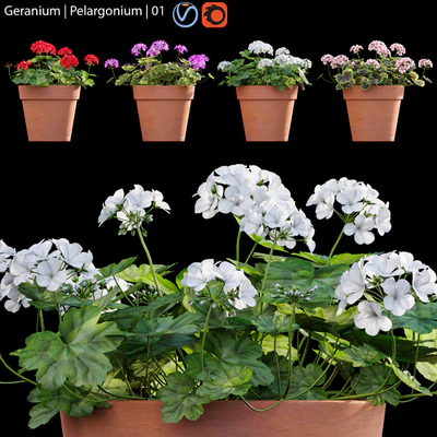 Pelargonium | Geranium 01 — Descargar