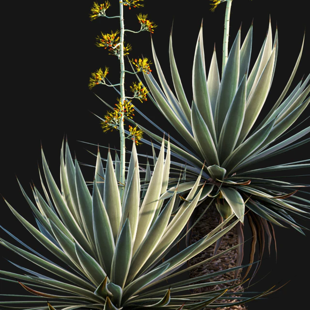 Agave Angustifolia - Caribbean Agave - 01 — Descargar