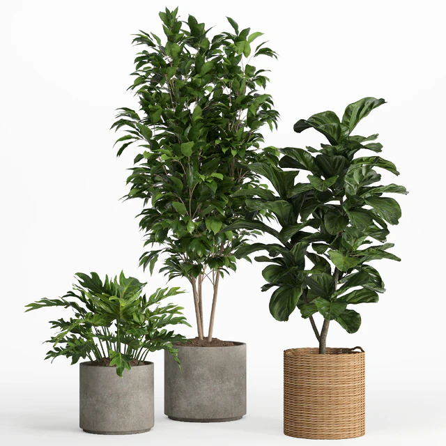 indoor plant set 014 — Скачать