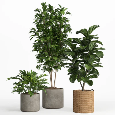 indoor plant set 014 — Вид 4