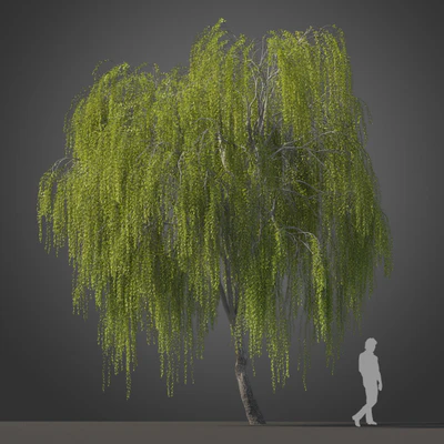 subtropical trees 022 — Descargar